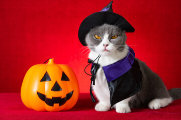 cute british shorthair cat with witch cloak as Halloween character with jack-o-lantern nearby