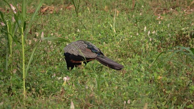 A peacock eats young millet eats in the field, India 
Uttar Pradesh India, 2022, India wildlife
