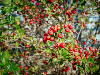Red ripe large-fruited hawthorn berries known as Crataegus aestivalis. Red berries close-up.