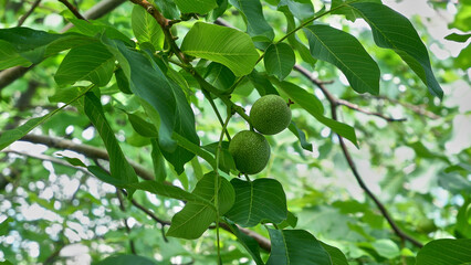 Two walnuts with bright green leaves among branches, selective focus.