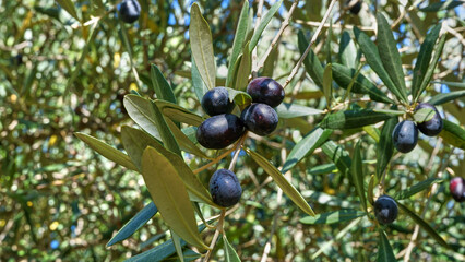 Black olives among the leaves of tree, selective focus, closeup.