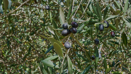 Black olives  among green leaves on the  branch, selective focus.
