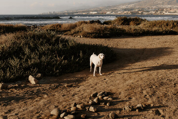 Dog in nature. Labrador retriever. Pet on a background of beautiful nature