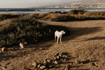 Dog in nature. Pet on a background of beautiful nature. Labrador retriever. 