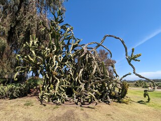 olive tree plantation