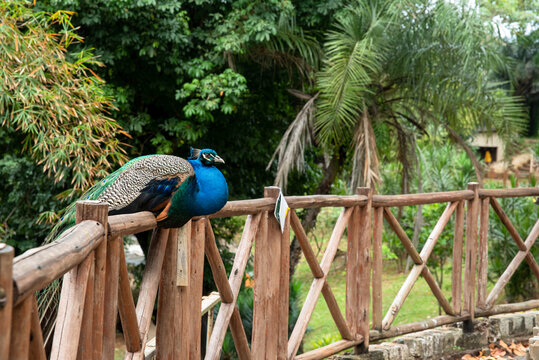 PAVAO AZUL NA CERCA