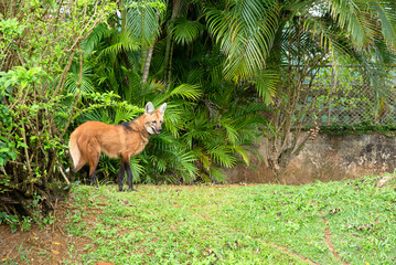 LOBO GUARA NO CERCADO DO ZOOLOGICO