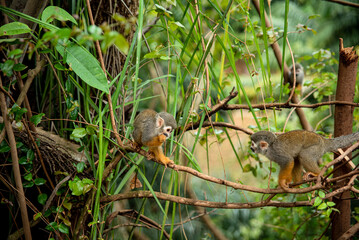 MACACO PEQUENO SOLTO