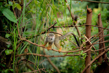 MACACO PEQUENO SOLTO