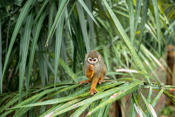 MACACO PEQUENO SOLTO