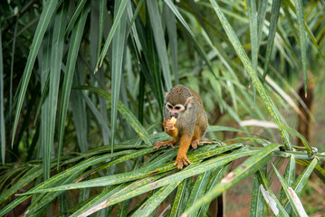MACACO PEQUENO SOLTO