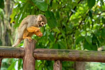 MACACO PEQUENO SOLTO