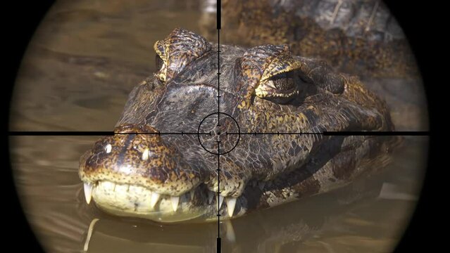 Crocodile in Gun Rifle Scope. Wildlife Hunting. Poaching Endangered, Vulnerable, and Threatened Animals