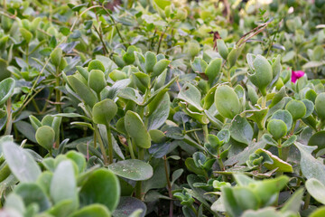 Lush green tree bush leaves