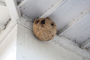 軒下にできた蜂の巣