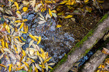 The surface of a stream with leaves floating in the water and highlights