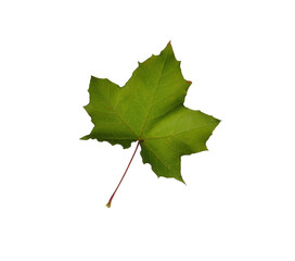 Autumn leaf isolated