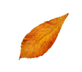 Fototapeta na wymiar Autumn leaf isolated