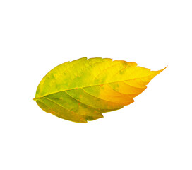 Autumn leaf isolated