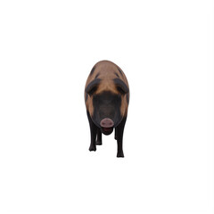 Fototapeta premium Mud pig isolated