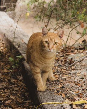 Red Cat Cautiously Balancing On Wooden Board