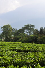 Fototapeta na wymiar Young green fresh tea leaves on the tea bush close up. tea plantations in Sukabumi, Indonesia. view green tea terrace farm on the hill with mountain landscape.