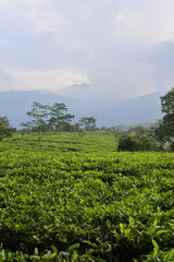 Fototapeta na wymiar Young green fresh tea leaves on the tea bush close up. tea plantations in Sukabumi, Indonesia. view green tea terrace farm on the hill with mountain landscape.