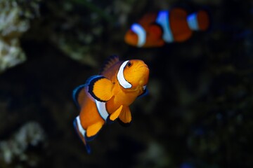 Fototapeta na wymiar ocellaris clownfish male show off, healthy and active animal among soft corals in nano reef marine aquarium, hardy species for experienced aquarist hobby, LED actinic blue low light, night vision