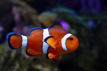 curious ocellaris clownfish dominant male, active animal in nano reef marine aquarium, hardy...
