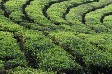 Young green fresh tea leaves on the tea bush close up. tea plantations in Sukabumi, Indonesia. view green tea terrace farm on the hill with mountain landscape.
