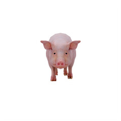 Pig isolated