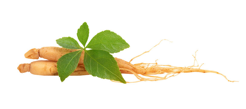 Ginseng and eleutherococcus trifoliatus leaf on tranparent background.