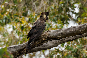 Baudin's Black Cockatoo in Western Australia