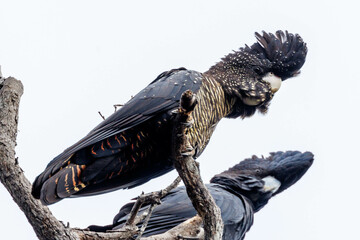 Forest Red-tailed Black Cockatoo in Western Australia