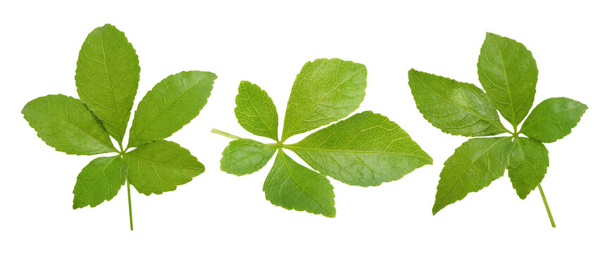 Eleutherococcus trifoliatus leaf on tranparent backgroun.