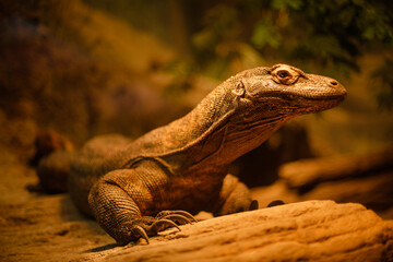Komodo Dragon