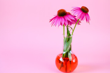 Echinacea extract.echinacea purpurea flowers in a glass flask on a light pink background.Homeopathy...
