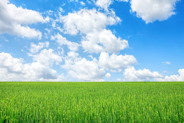 Obraz premium Beautiful green field under blue sky with clouds