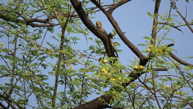 Indian tree lizard on a tree
 Bharapur reserve Uttar Pradesh india, 2022

