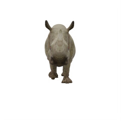 rhino isolated on white