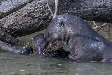 Giant otters - competing n for food