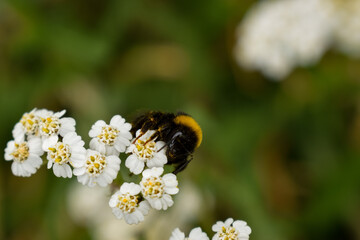 Bee on a flower