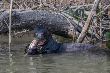 Naklejka premium Giant Otter eating a fish