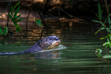 Giant Otter swimming in the Black river