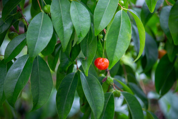 Fototapeta premium Pitanga (eugenia uniflora) é o fruto da pitangueira, dicotiledônea da família das mirtaceae. 