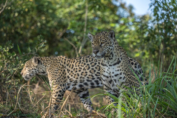 Pair of Jaguar in the Pantanal jungle