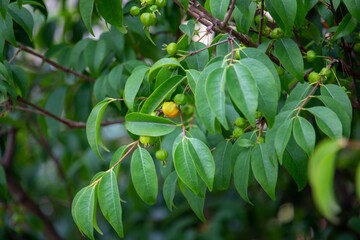 Pitanga (eugenia uniflora) é o fruto da pitangueira, dicotiledônea da família das mirtaceae.	