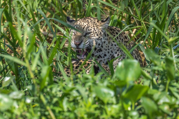 Two angry  jaguar in a family dispute