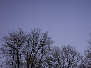 Fototapeta na wymiar Trees and sky during dusk in pennsylvania