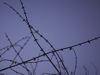 Trees and sky during dusk in pennsylvania